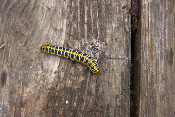 Beautiful black and yellow caterpillar on vintage wooden background.