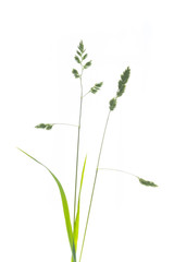 graminée tige herbe printemps sauvage allergie