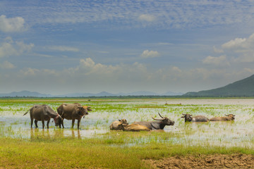 Group of Buffalo crowd walking and eating Green Grass beside lake