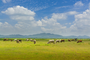 Naklejka na ściany i meble Group of Cow crowd walking and eating Green Grass beside lake of Lam Takong