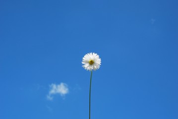 biały kwiat na tle nieba z chmurką