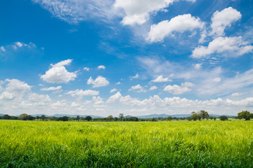 Obraz premium Natural Windy Green Grass Field under Cloudy Blue Sky at Summertime