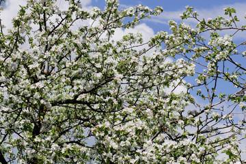 Flowers apple tree