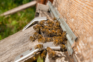 Plenty of bees at the entrance of beehive in apiary.