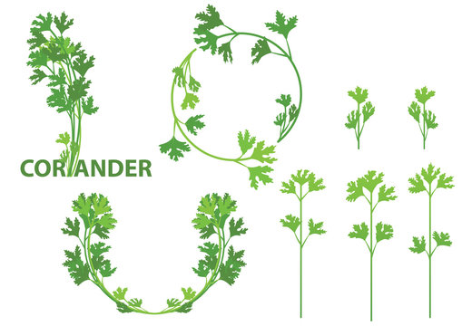 coriander herb