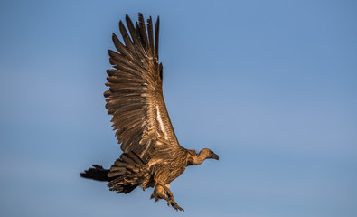 starting african vulture