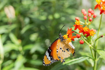 broken wing orange monarch butterfly on flower in the graden