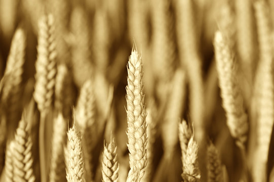  Wheat spike