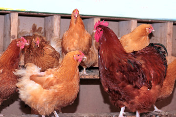 Hens and rooster in coop