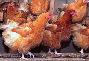 Brown hens in coop