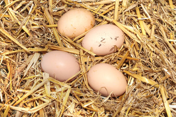 Organic farm eggs on straw