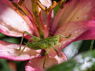 Grasshopper resting on a pink lily