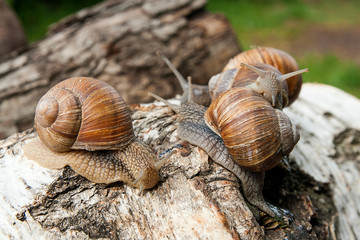 Group of big Burgundy snails (Helix, Roman snail, edible snail, escargot) crawling on the trunk of old birch tree. .