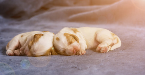 soft focus on cute cocker spaniel puppies sleeping on the slot mattress with lens flare
