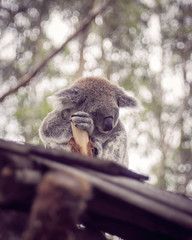 Koala in Sancturay