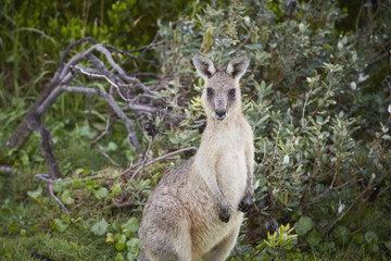 Kangaroo nahe