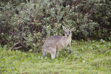 Känguru Australien