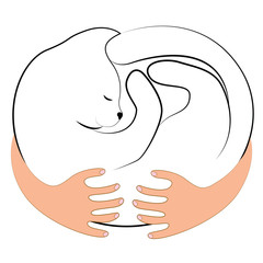 White cat curled up in a ball on the hands of a man