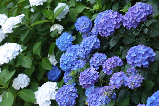 Fototapeta 紫陽花