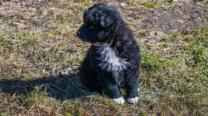 Early spring. A puppy with a black and white fur is sitting on the grass and basking in the sun.