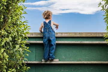 A young boy with blonde curls and blue overalls is looking over a green wooden fence. The boy is curious or looking for his friends or the neighbors. The boy is young, around preschool age. Summer
