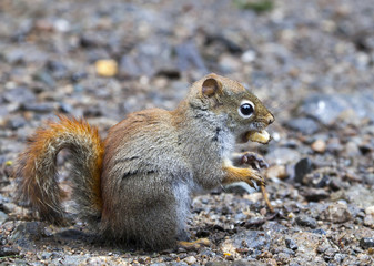North American red squirrel