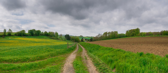 The panorama of landscape  with field and trees