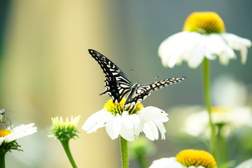 꽃에서 휴식중인 산 호랑나비 (Papilio machaon )