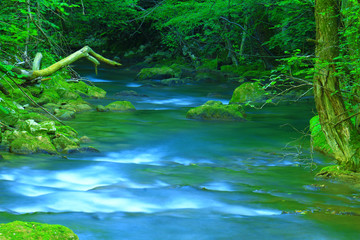 Fast mountain river flowing among mossy stones and boulders in green forest. Carpathians,