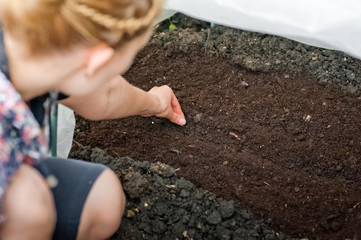 The housewife puts vegetables and flowers in the greenhouse. Seeding of seedlings and seeds in the ground in the spring