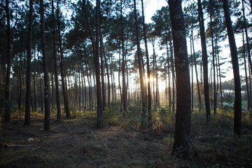 Pine Landes