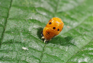 ladybird larva on green leaf
