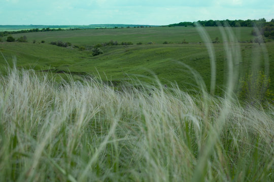 Summer landscape, field of feather grass under the blue sky.