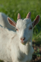 portrait of a white goatling standing on summer pasture