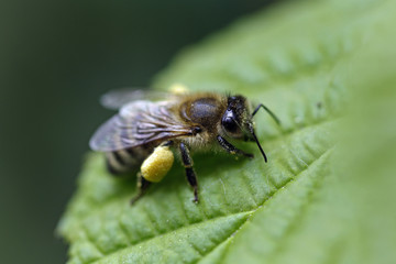 Fototapeta premium Biene mit Pollen