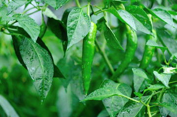 green pepper plants in growth at vegetable garden