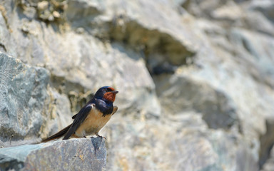 Swallow, Hirundo rustica
