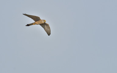 Common Kestrel, Falco tinnunculus