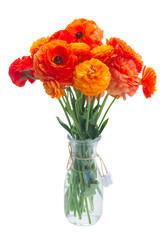Orange ranunculus fresh flowers bouquet in vase isolated on white background