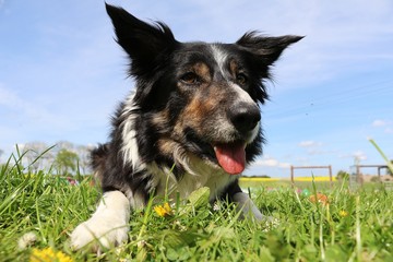 border collie portrait im garten
