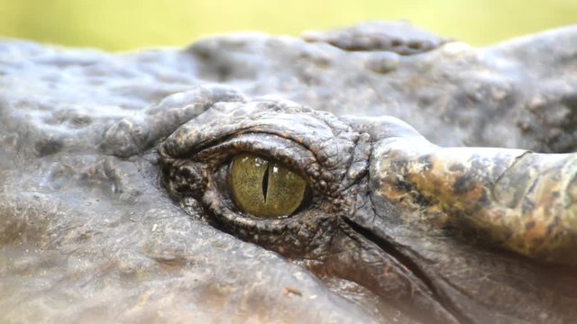 Siamese Crocodile eye