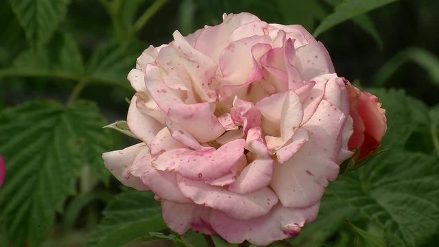 Eine rosa Rosenblüte in Großaufnahme bewegt sich im Wind