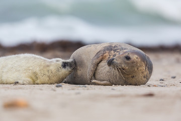 portrait of female gray seal (Halichoerus grypus) lactating baby seal on sand beach