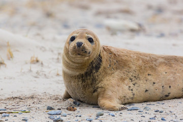 front view of young gray seal (Halichoerus grypus) on sand beach