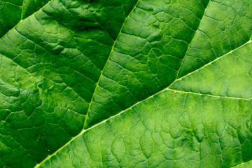 Green rhubarb leaf, close-up, natural texture