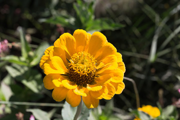 Vibrant colorful Summer Blooming Flower Macro