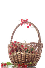 Fototapeta na wymiar Ripe red currant in a basket