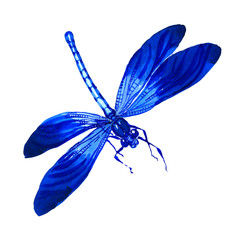 Insect dragonfly  in a watercolor style isolated.
