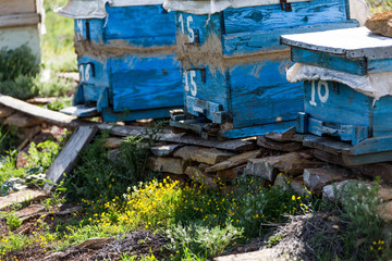 beekeeping in the spring
