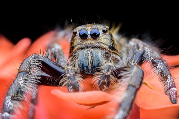 Super macro female Hyllus diardi or Jumping spider on orange flower